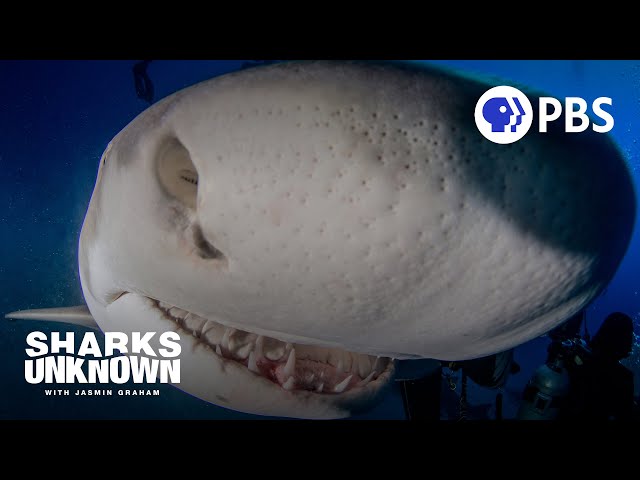 Can Sharks Really Smell Blood from a Mile Away?