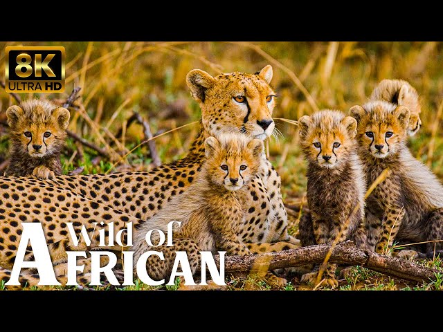 4K African Wildlife: Nairobi National Park, Africa, Relaxation Film With Real Sounds