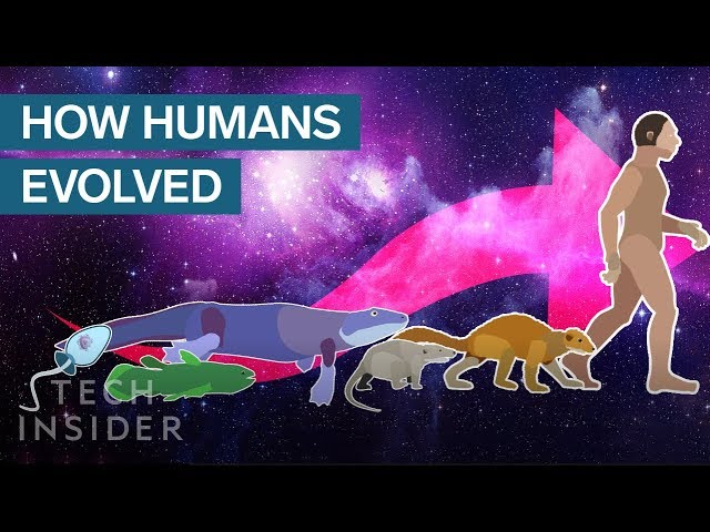 Incredible Animation Shows How Humans Evolved From Early Life
