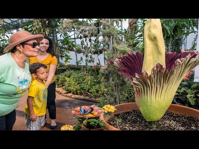 Why the World is Obsessed with This Corpse Flower + More Stories Trending Now