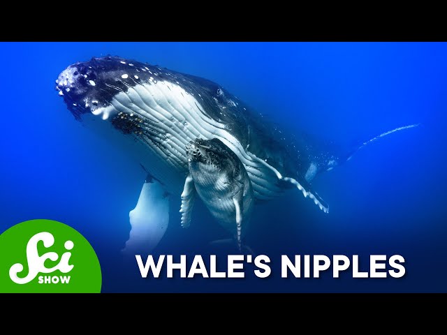 Where Are A Whale's Nipples?