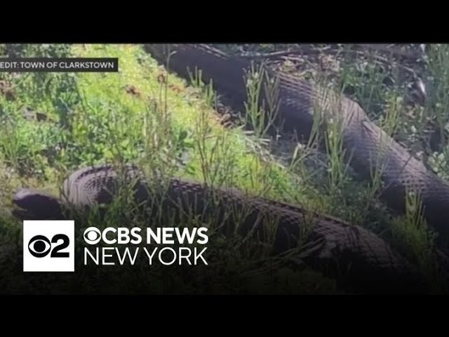 Large snake in Rockland County lake creating a lot of concern from residents