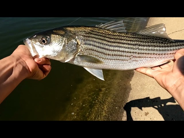 BIG Striped Bass from the California Aqueduct | Striper Fishing | California Aqueduct Fishing
