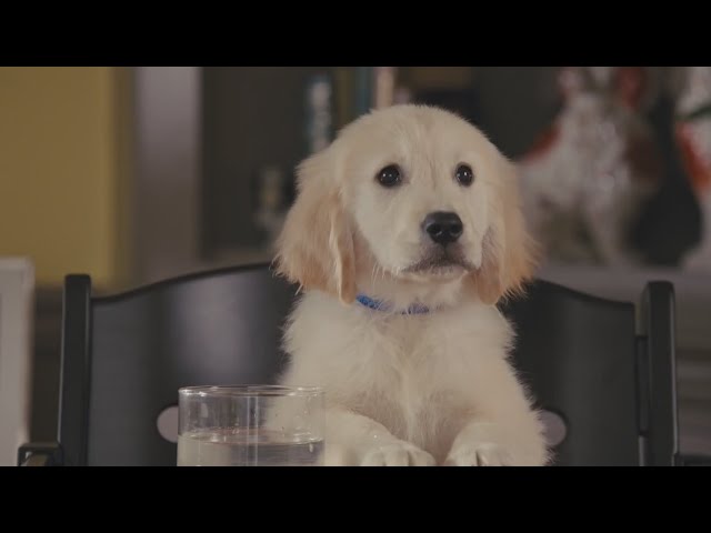 Funny Commercial lovely dog family given toast Subaru