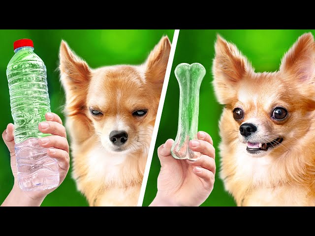 Camping With Pets Is Fun! Cool Pet Gadgets, Outdoor Hacks By A PLUS SCHOOL