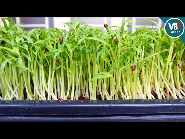 Grow Delicious Water Spinach Microgreen in Just 6 Days!