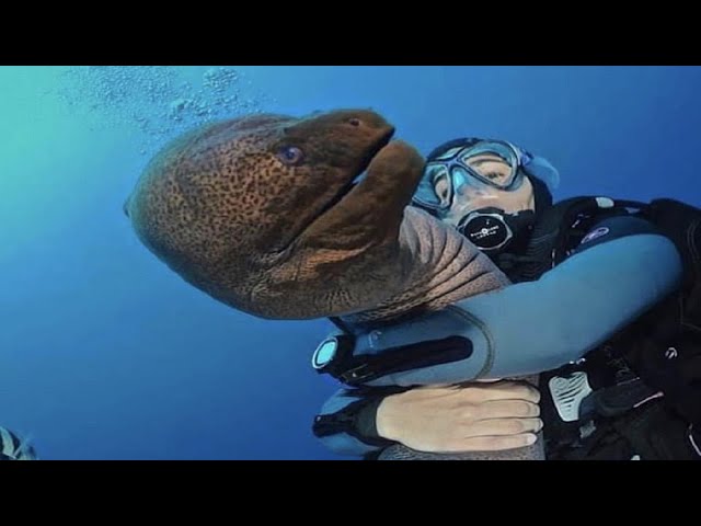 Adventurously Caressing Giant Moray Eel - Moray Eel Sea Monster #shorts