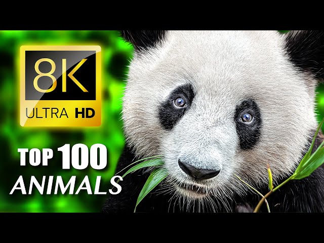 TOP 100 - Most Endangered Animals 8K ULTRA HD / Part 01