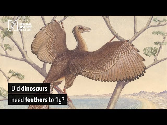 Did dinosaurs need feathers to fly? | Natural History Museum