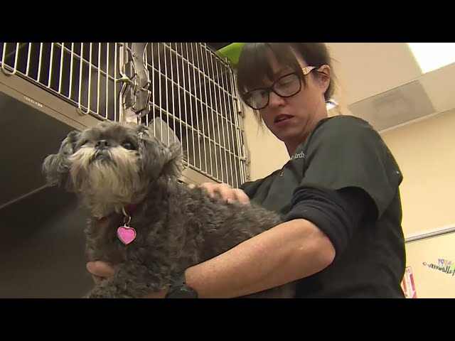 New bill could help increase accessibility of pet healthcare in California