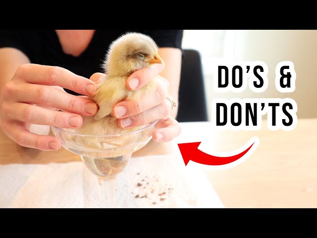 Chick With Pasty Butt? 💩 Watch This FIRST: Sick Chicken Remedy + Dangerous Mistakes To Avoid