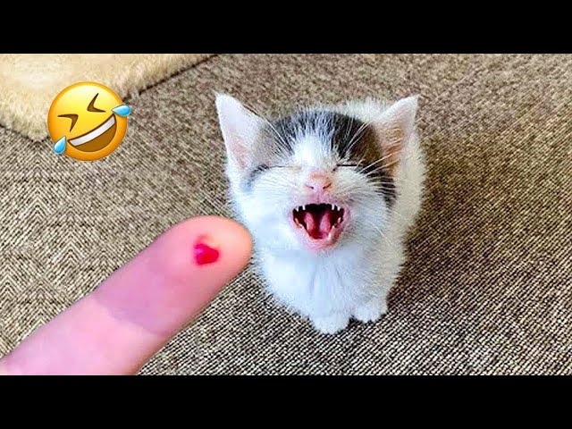 When Cats Are So Silly 🤣😂 Best Funny Animals 2024 😍