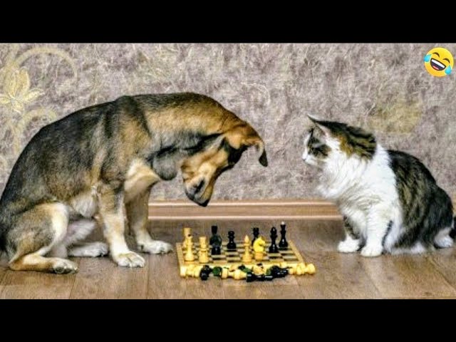 Funny ANIMALS videos🤗Funniest CATS😹 and DOGS🐕 2024