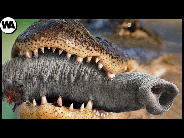 This Is Why Elephants Hate Crocodiles