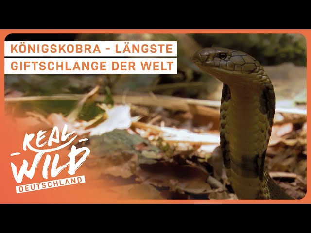 Die giftigsten Tiere in den lebensfeindlichsten Orten | Real Wild Deutschland