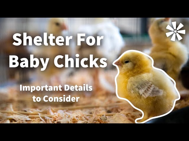 Shelter for Chicks 🐣: Important Details to Consider