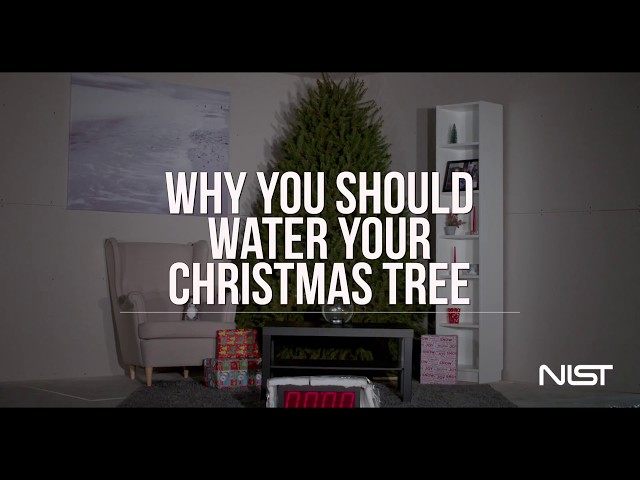 Why You Should Water Your Christmas Tree