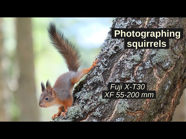 Photographing squirrels with Fuji X-T30 and Fuji XF 55-200mm lens