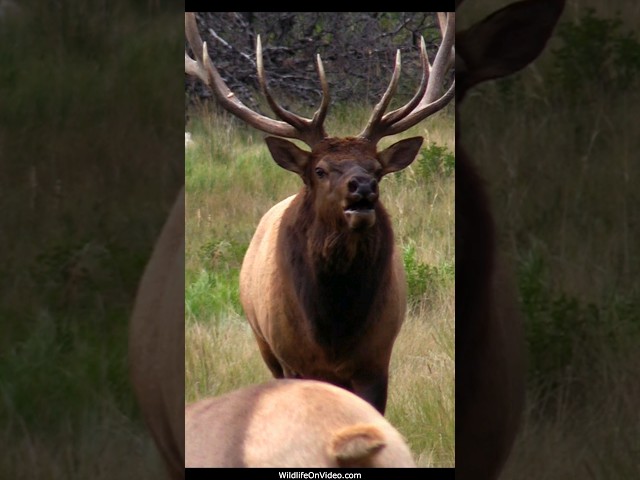 Magnificent Bull Elk Bugling and Courting During Rut