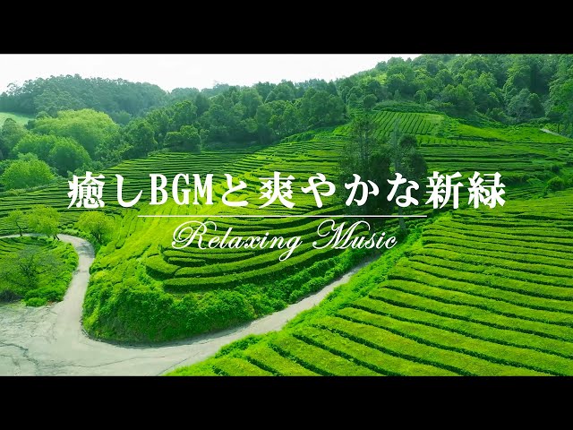 【Relaxing Music】Healing BGM and Refreshing Fresh Green - Boost Positive Energy ➤ Peaceful Morning