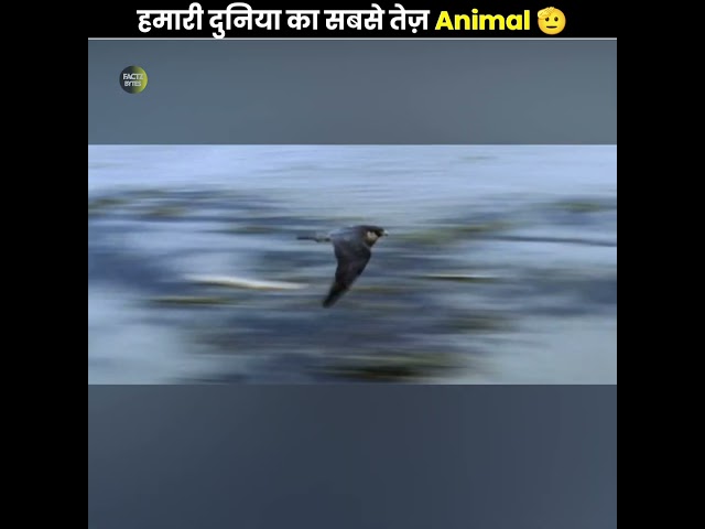 The Fastest Animal On Our Earth 😲