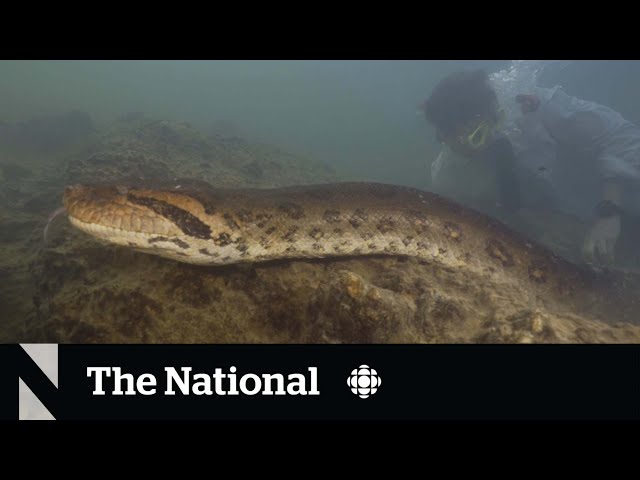 #TheMoment scientists discovered a new species of giant snake