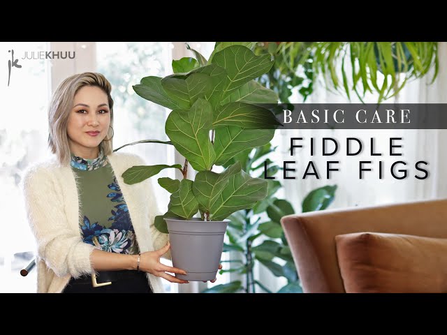 FIDDLE LEAF FIG Ficus Lyrata Plant Care Basics + Resolving Stubborn Issues (Know Your Roots!)