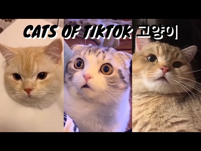 Cats of Tiktok - Cute and Funny | 愛らしい猫のコンパイル | 베스트 오브 캣츠 😸😹