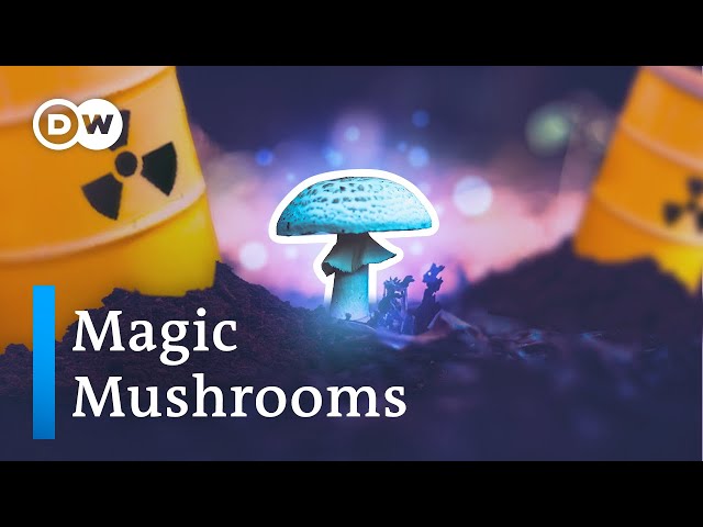 How mushrooms clean up the planet (and other fungi powers)