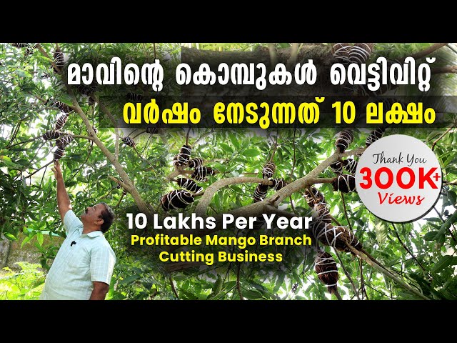 മാവിന്റെ കൊമ്പുകൾ വെട്ടിവിറ്റ് വർഷം നേടുന്നത് 10 ലക്ഷം രൂപ |Profitable Mango Branch Cutting Business