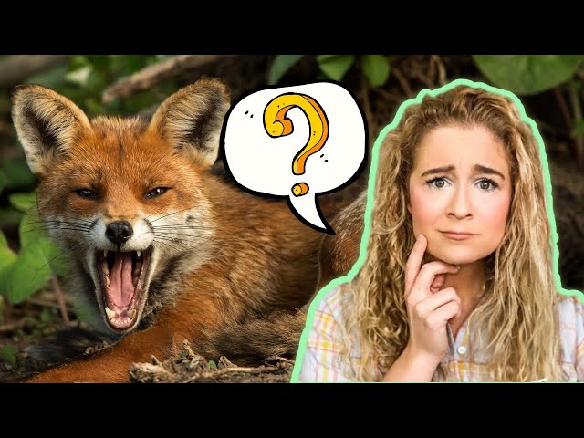 Why Do Foxes Scream At Night? Y tho?