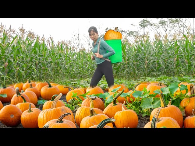 Take Care Of Pumpkin Garden, Clearing Grass | Chasing Thief Stealing Duck Eggs | Farmer Life