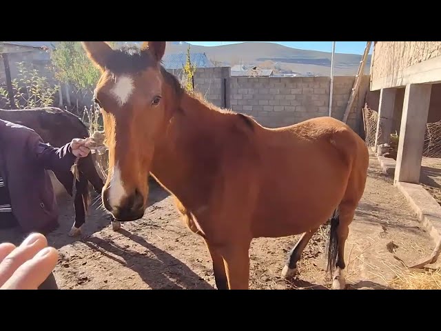 Neues Video über das Leben der Pferde #3
