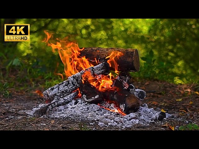 🔥 Cozy Forest Campfire 4K ULTRA HD! - Natural Ambiance, Crackling Fire, Bird Sounds