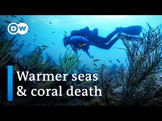 Climate change in Florida | DW Documentary