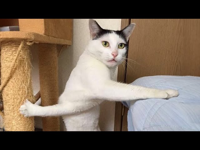 Funny Cat Videos of 2024 😍 YOU LAUGH YOU LOSE