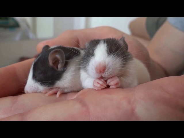 Most adorable sleeping baby rats