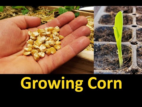 How To Grow Corn