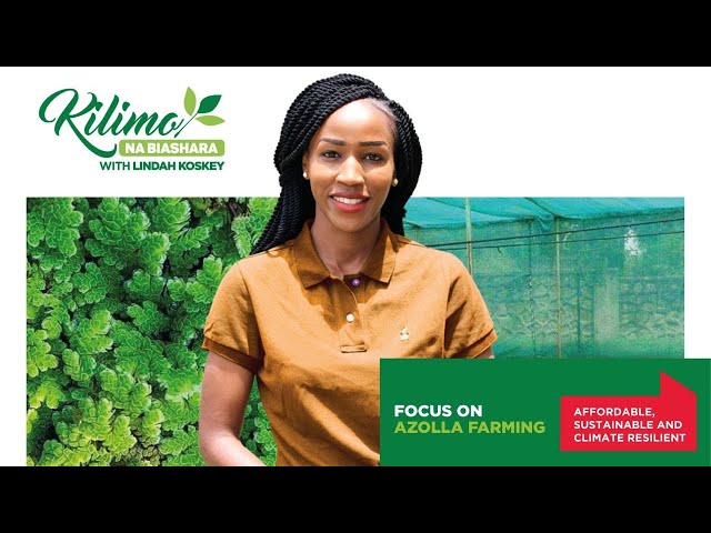 From Pond to Profit; Unlocking the Potential of Azolla Farming | Kilimo na Biashara