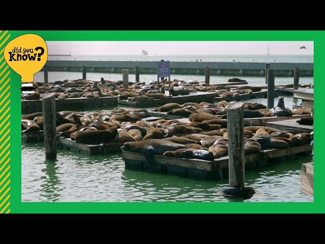 Did You Know? Sea lions took over Pier 39 after the 1989 Loma Prieta earthquake