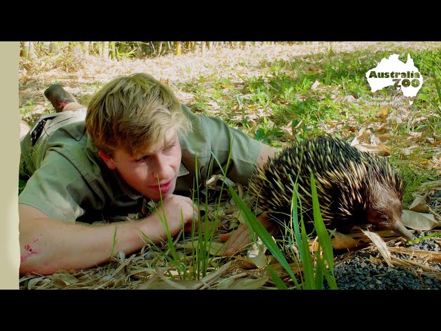 Robert introduces an adorable spiky friend | Irwin Family Adventures