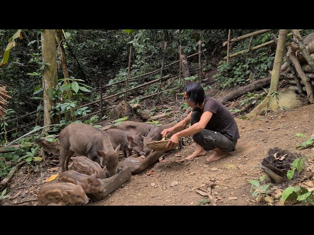 Wild Boars Have Adapted To A Free Life, Survival Instinct, Wilderness Alone, survival, Episode 151