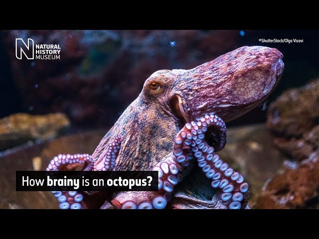 How brainy is an octopus? | Natural History Museum