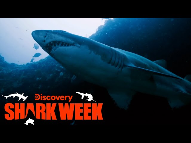 Forrest Galante Searches for Extinct Sharks in South Africa | Shark Week | Discovery