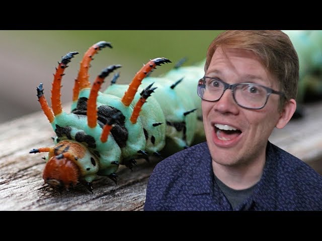 You Need to Know About This Caterpillar