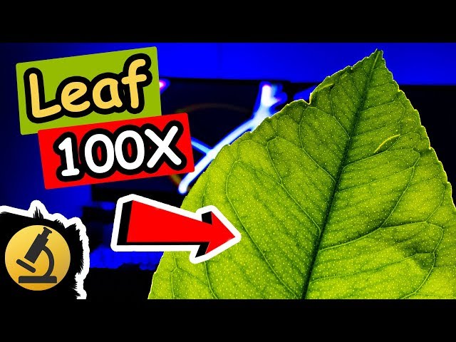 Leaf Under the Microscope - Lemon Tree - [1080p Full HD]