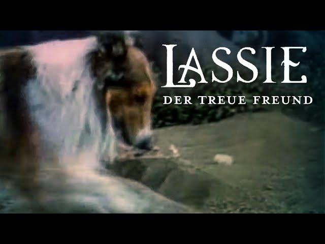 Lassie – Der treue Freund (ABENTEUERFILM mit FILMHUND legende "Pal" aus 1951, für groß und klein)