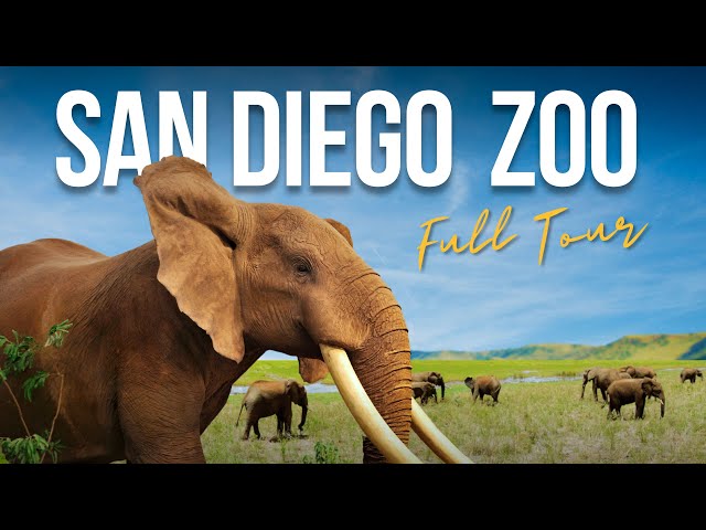 San Diego Zoo Guide: FULL TOUR, Animals, Tour, Shows and More!