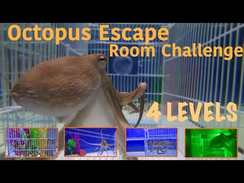 Octopus Escape Room Challenge
