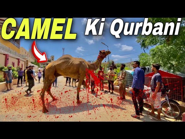 Dangerous Camel Ki Qurbani Hogai 🐪 !!